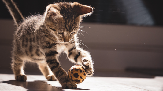 The Ultimate Guide to Pet Toys: Keeping Your Dog and Cat Entertained